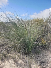 Ecdeiocolea monostachya