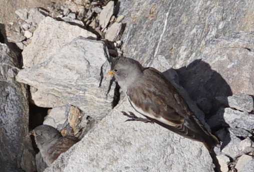 White-winged Snowfinch