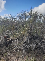 Banksia candolleana