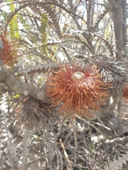 Banksia candolleana