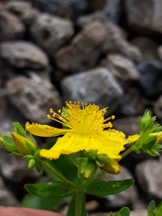 Hypericum perforatum perforatum