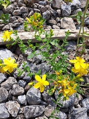 Hypericum perforatum perforatum