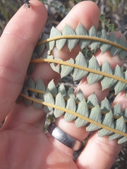 Banksia candolleana