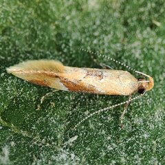 Epicallima formosella