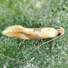 Epicallima formosella