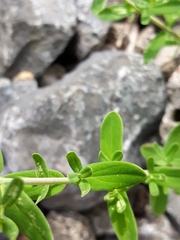 Hypericum perforatum perforatum