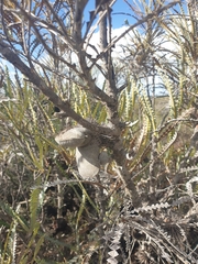 Banksia candolleana