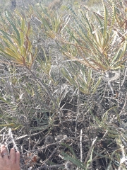 Banksia candolleana