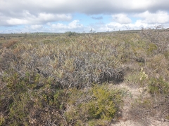Banksia candolleana