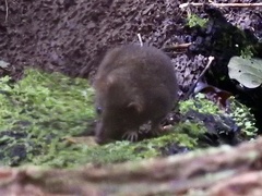 Marsupialia