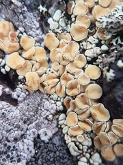 Rhizoplaca subdiscrepans