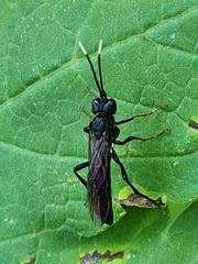 Tenthredo bipunctula