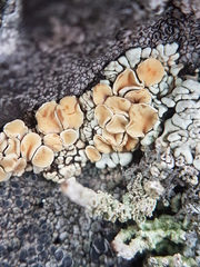 Rhizoplaca subdiscrepans