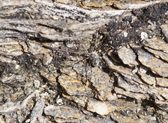 Mitopus glacialis