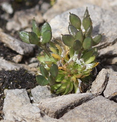 Draba aizoides