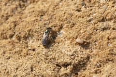 Halictus tumulorum