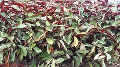 Excoecaria cochinchinensis