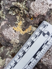 Rhizoplaca subdiscrepans