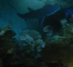 Carcharhinus amblyrhynchos