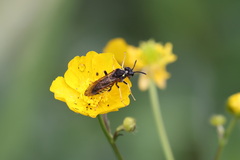 Tenthredo algoviensis