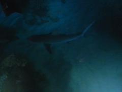 Carcharhinus amblyrhynchos