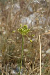 Allium garganicum