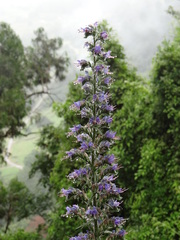 Echium