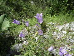 Campanula speciosa