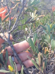 Lambertia multiflora