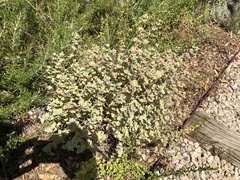 Marrubieae