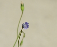 Wahlenbergia marginata