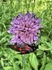 Zygaena viciae