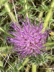 Cirsium acaule