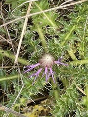 Cirsium acaule