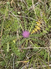 Cirsium acaule