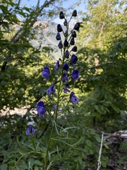 Aconitum angustifolium