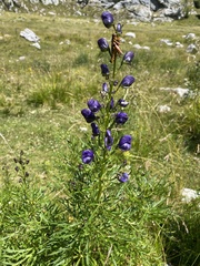 Aconitum angustifolium
