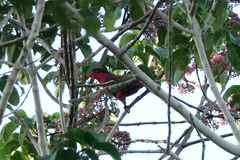 Lorius lory cyanauchen