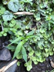 Cerastium takasagomontanum