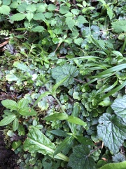 Cerastium takasagomontanum