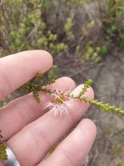 Melaleuca scitula