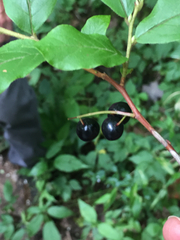 Vaccinium × carolinianum