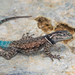 Sceloporus jarrovii - Photo (c) Mike Andersen, alguns direitos reservados (CC BY-NC-ND), uploaded by Mike Andersen