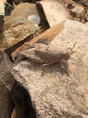 Sphingonotus rubescens