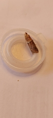 Acrobasis repandana