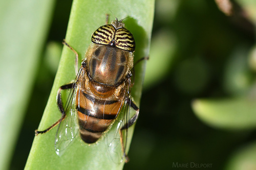 Stripe-eyed Lagoon Fly