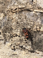 Horvathiolus guttatus