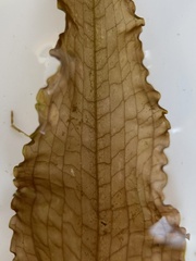 Potamogeton pulcher