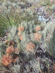 Banksia sphaerocarpa