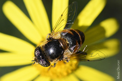 Eristalinus modestus